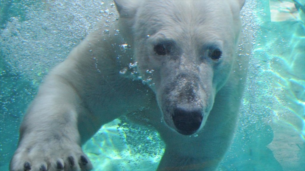 Brookfield Zoo caracterizando vida marinha, animais perigosos e animais de zoológico