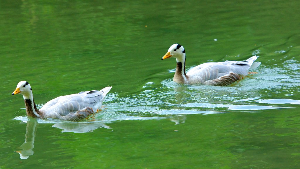 Jardín inglés mostrando un estanque y aves