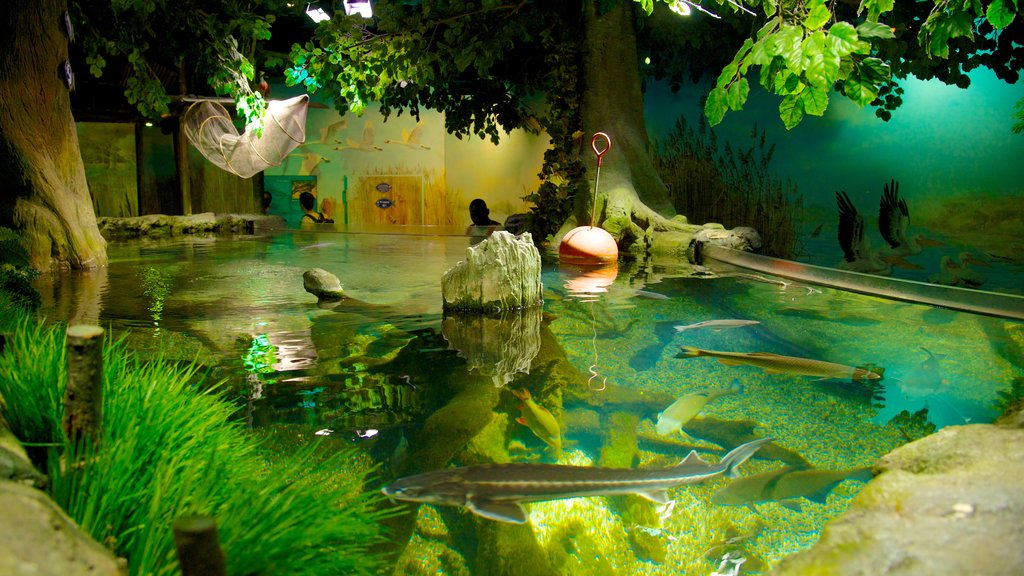 Sea Life Aquarium which includes marine life and interior views