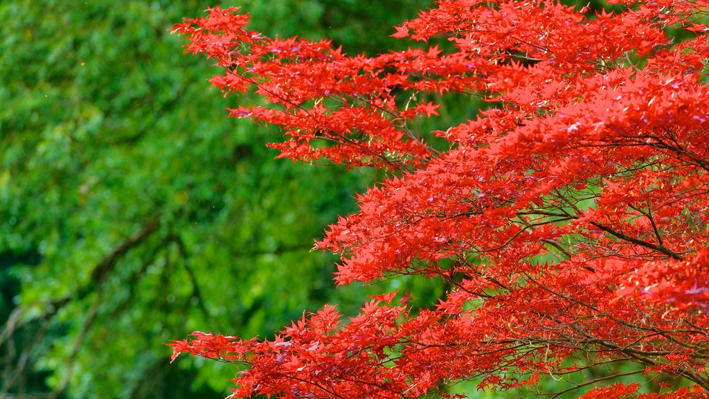 Jardín inglés que incluye los colores del otoño y un parque