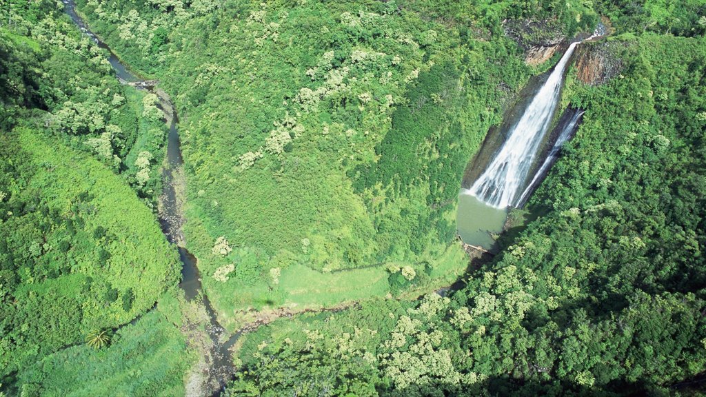 Waimea Canyon showing a waterfall and forests