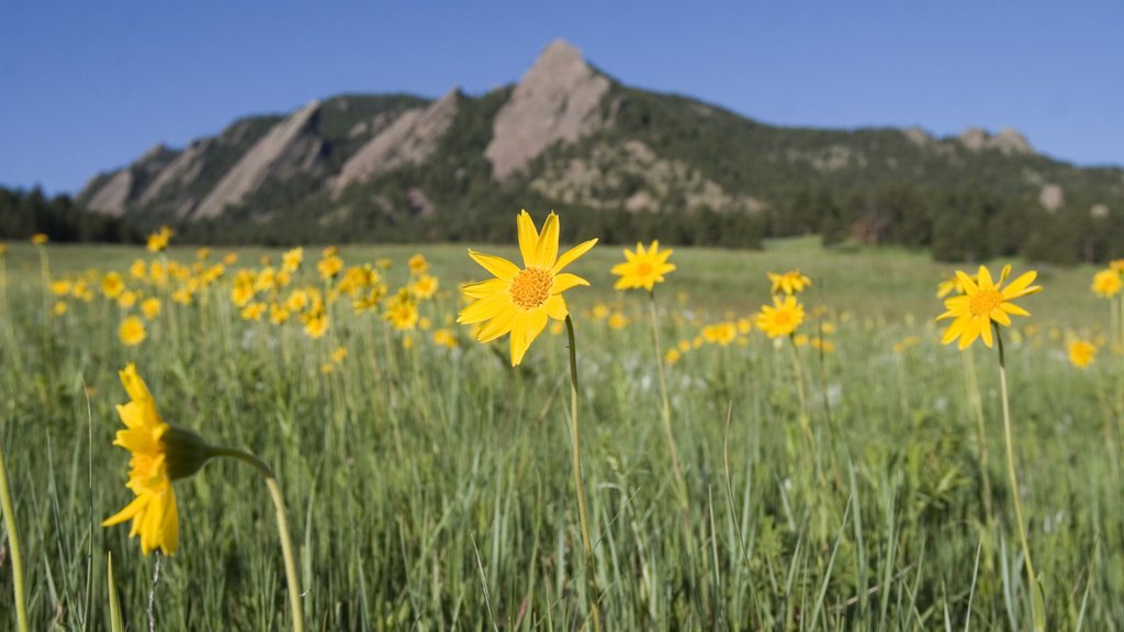 Boulder fasiliteter samt rolig landskap, villblomster og blomster