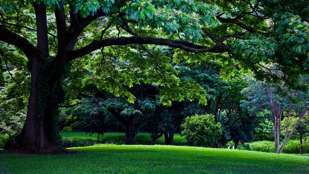 Kalaheo featuring a garden