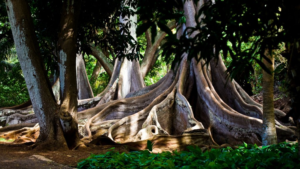 Kalaheo ofreciendo un jardín y escenas forestales