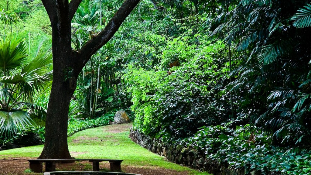 Kalaheo mostrando imágenes de bosques y un parque