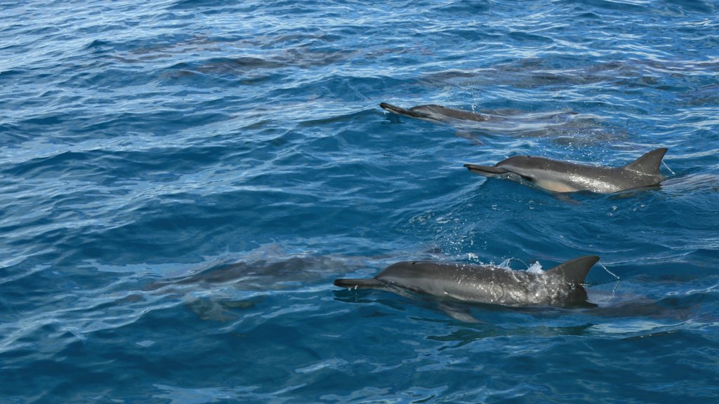 Makaha featuring marine life and cuddly or friendly animals