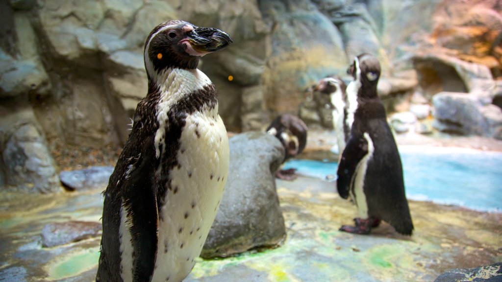 Aquarium of Niagara featuring bird life and marine life