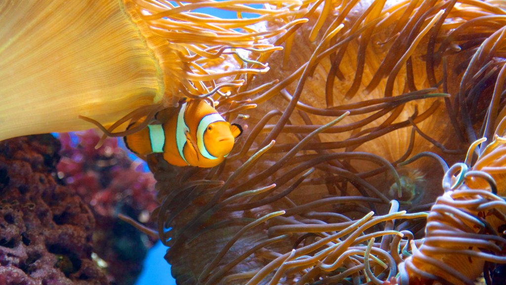 Aquarium of Niagara showing marine life