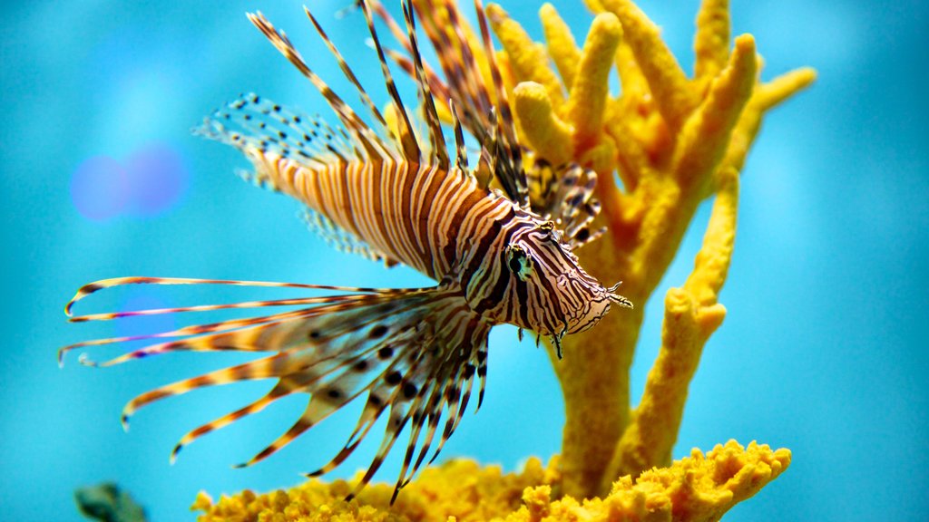 Aquarium of Niagara showing marine life and coral