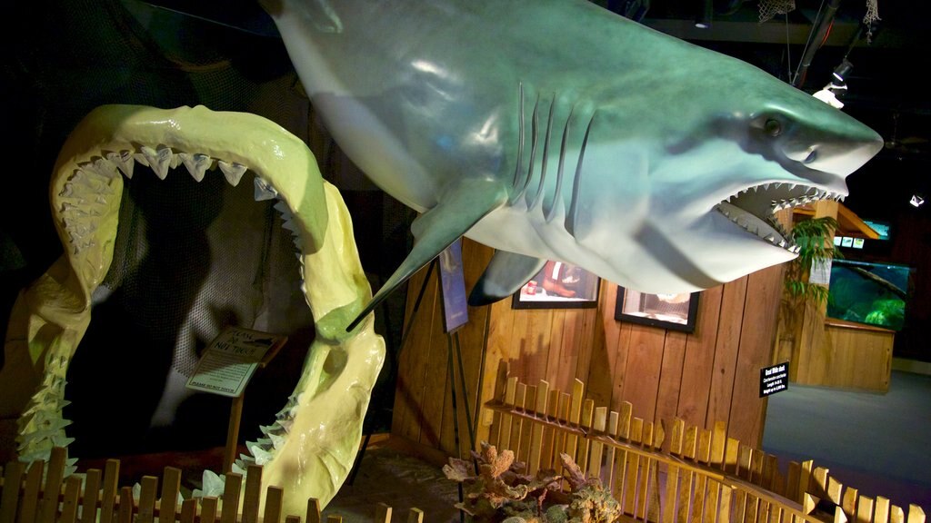 Aquarium of Niagara showing interior views and marine life