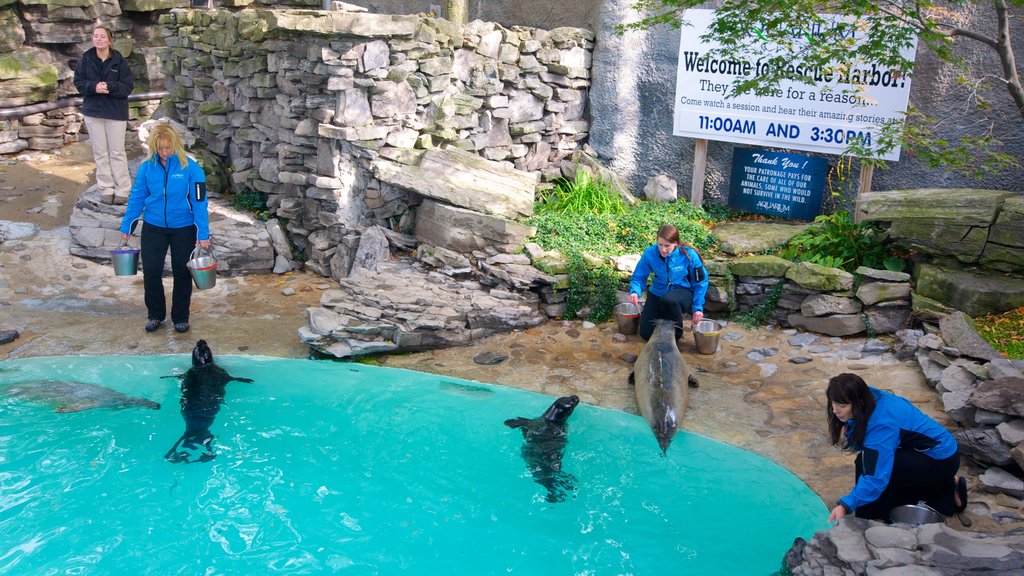 Aquarium of Niagara que inclui vida marinha assim como um pequeno grupo de pessoas