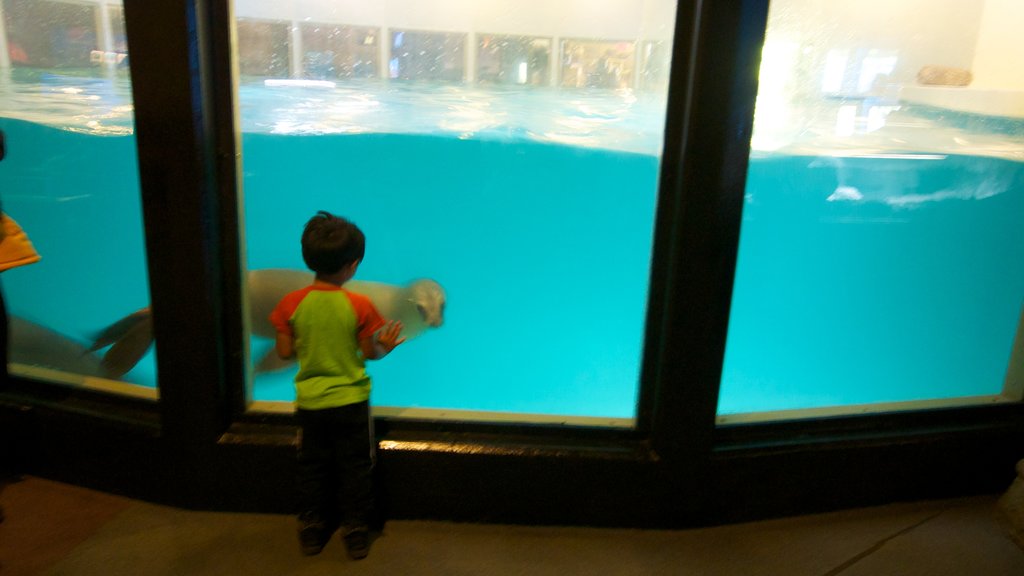 Aquarium of Niagara showing marine life and interior views as well as an individual child