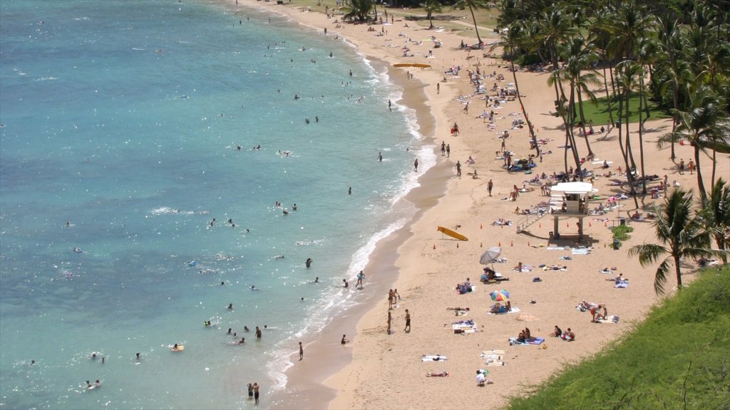 Hanauma Bay Nature Preserve que incluye una playa, escenas tropicales y natación