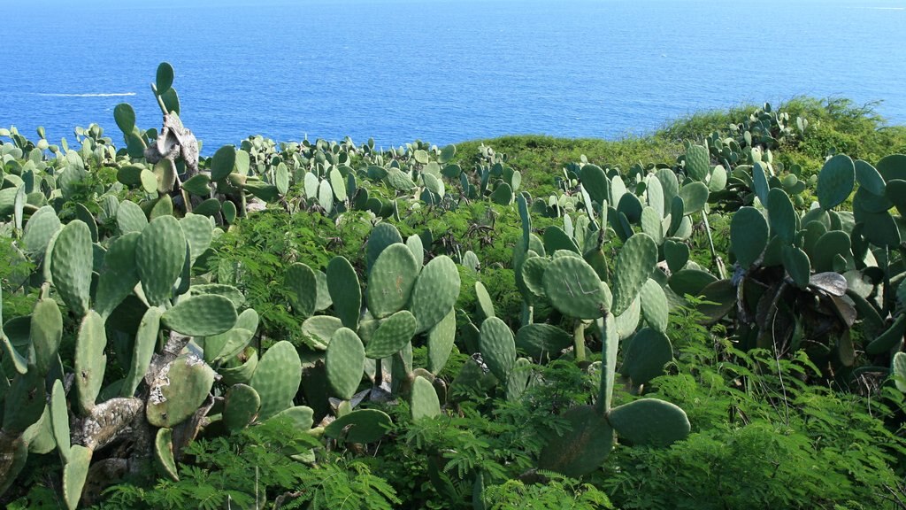 Makapuu Beach Park qui includes paysages, paysages côtiers et fleurs