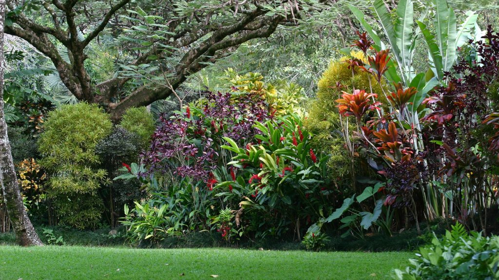 Waimea Bay som viser blomster, tropisk landskap og park