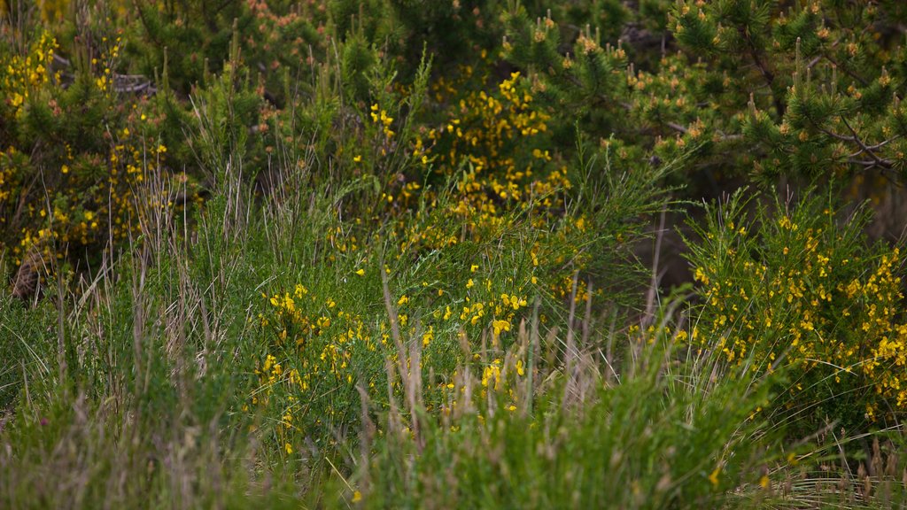 South Beach State Park mostrando paisagem, flores e flores silvestres