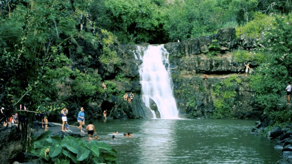 Parque Waimea Falls ofreciendo vistas de paisajes, una catarata y natación