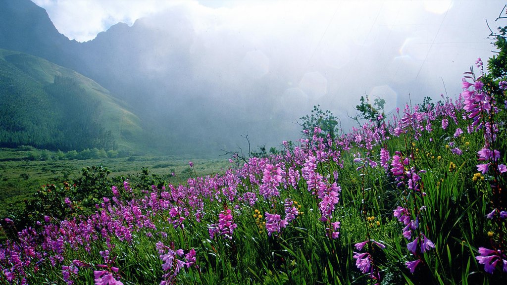 Stellenbosch ofreciendo flores, vista panorámica y niebla o neblina