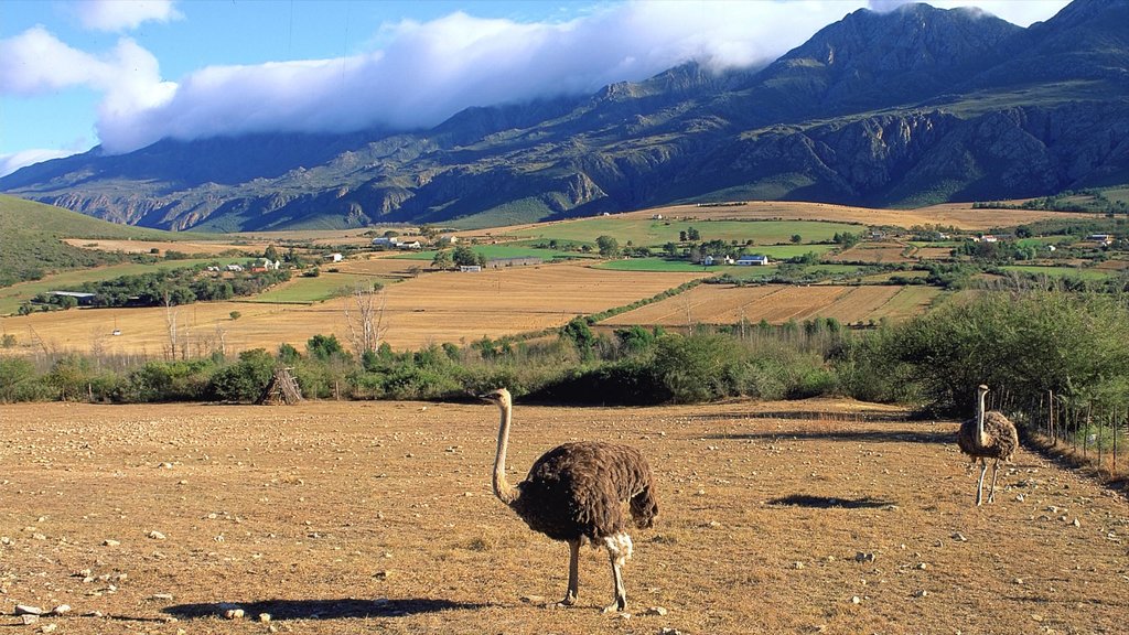 Oudtshoorn showing farmland, bird life and landscape views