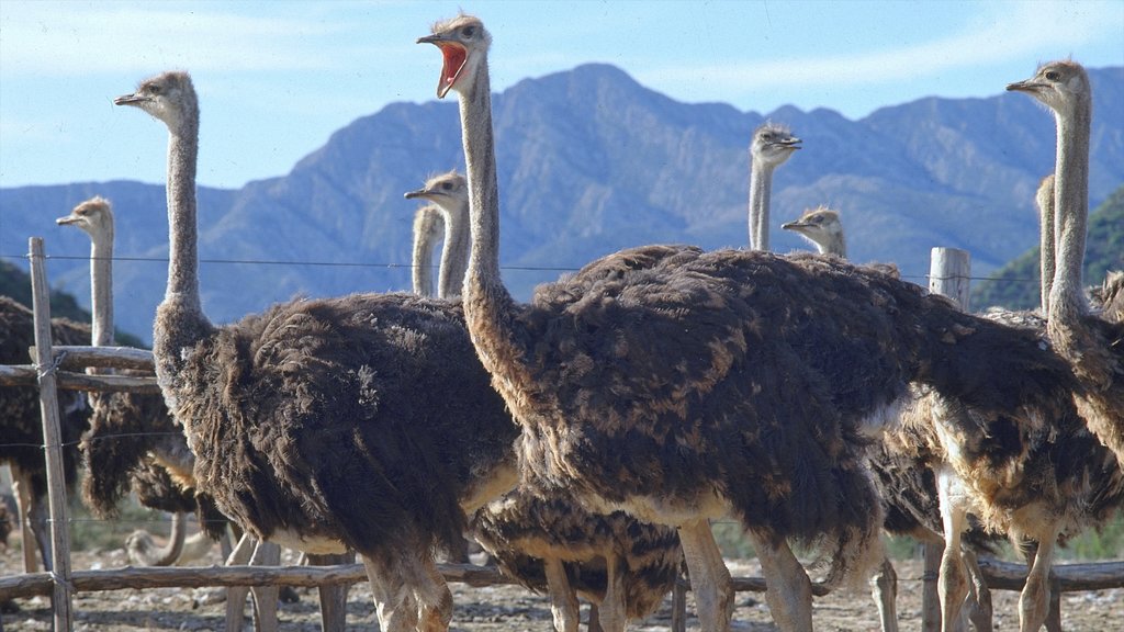 Oudtshoorn som omfatter landdyr og fugleliv