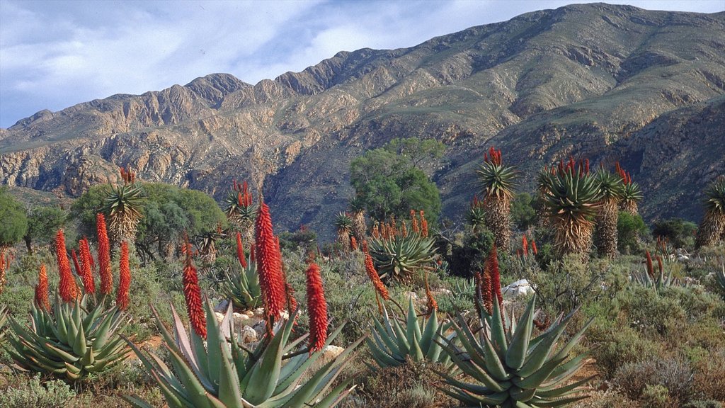 Oudtshoorn featuring landscape views, mountains and wild flowers