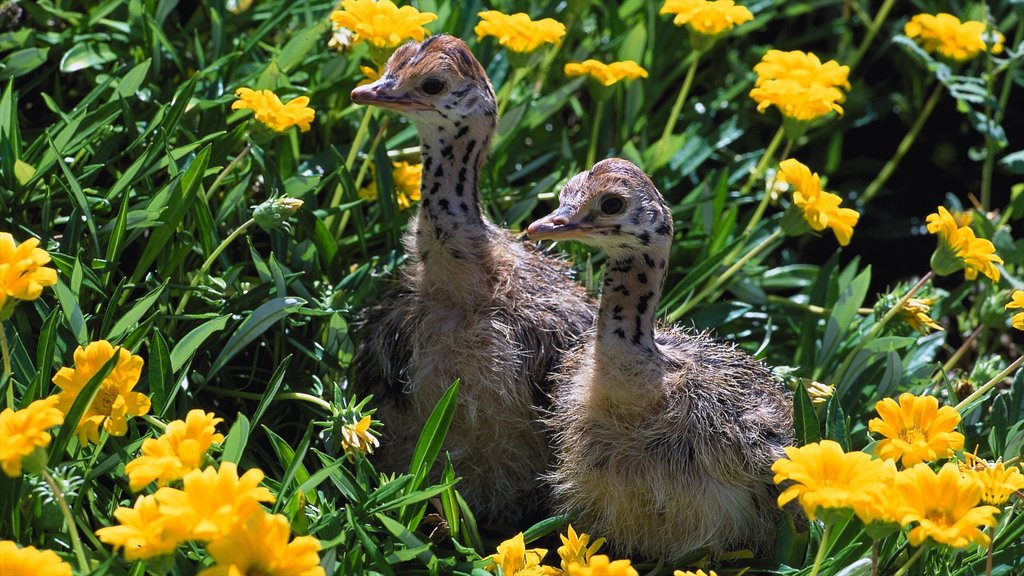 Oudtshoorn featuring flowers and bird life