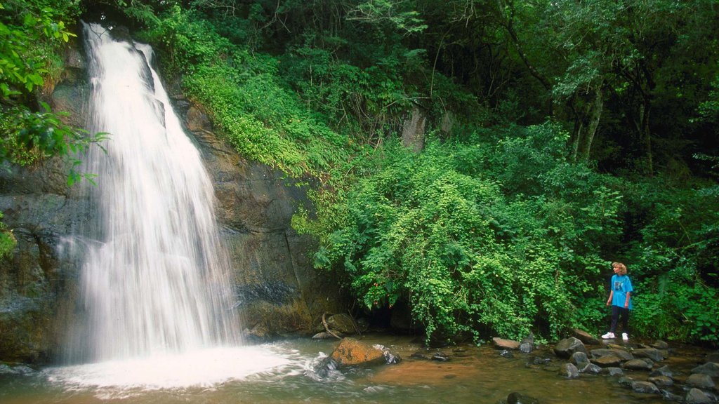 Graskop featuring hiking or walking, forests and a cascade