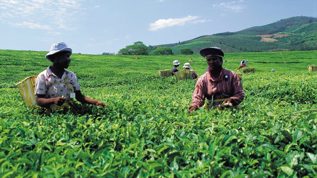 Magoebaskloof que inclui paisagem e fazenda assim como um pequeno grupo de pessoas