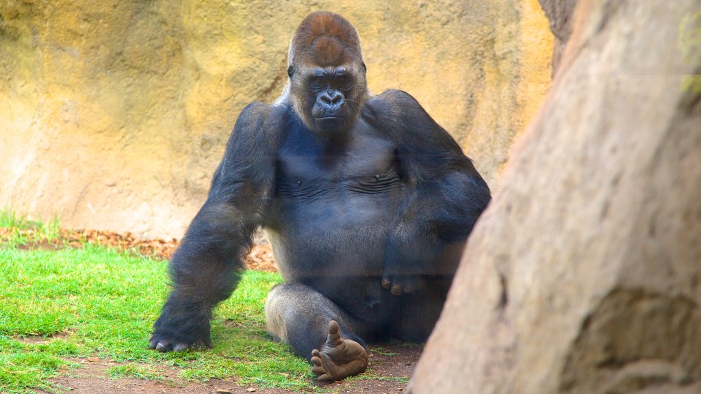 Bioparc montrant animaux de zoo et animaux terrestres