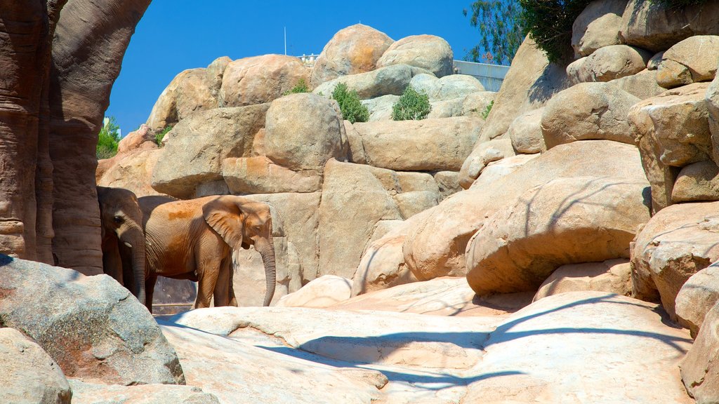 Bioparc Valencia Zoo which includes zoo animals and land animals