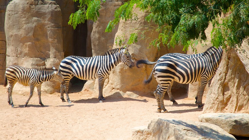 Bioparc Valencia que inclui animais de zoológico e animais terrestres