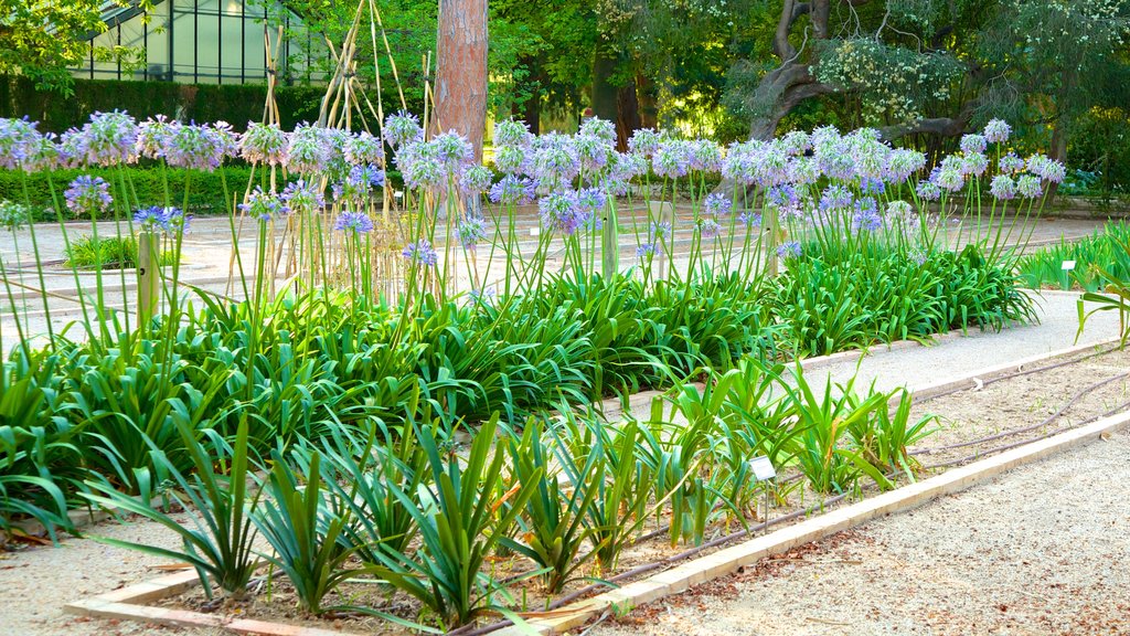 Valencias botaniska trädgård som inkluderar blommor och en trädgård