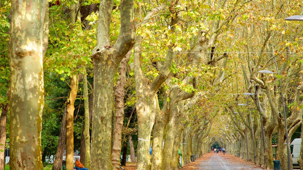 Pineta di Ponente showing autumn leaves and a park