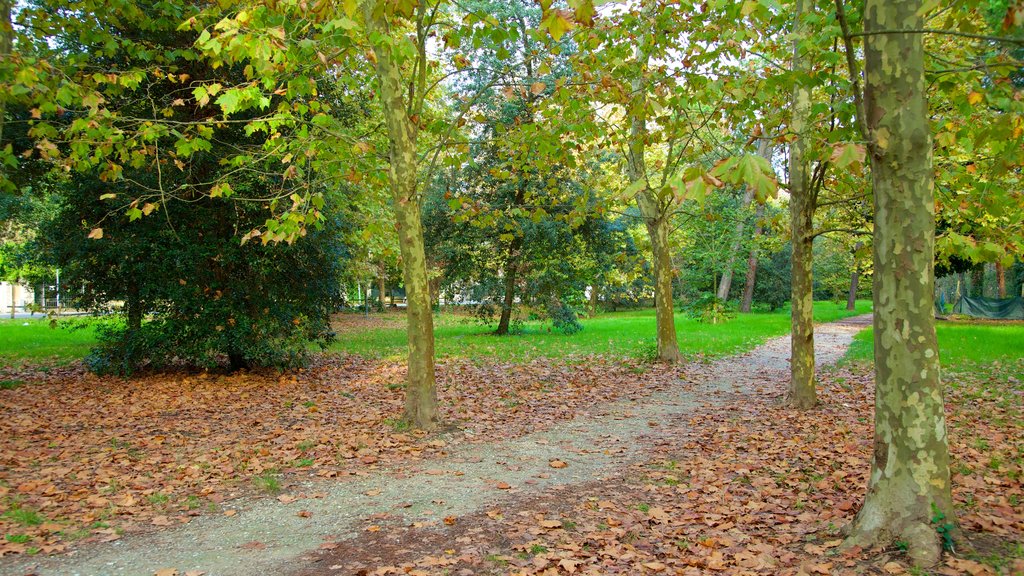 Pineta di Ponente showing a park and autumn leaves