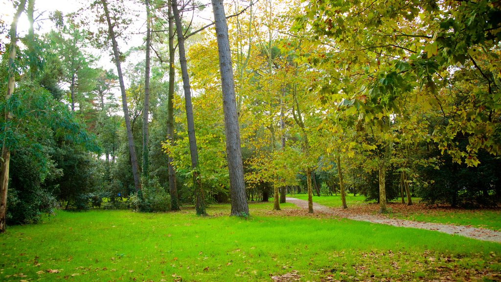 Pineta di Ponente que incluye un jardín