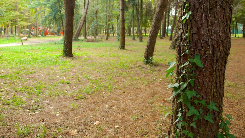 Pineta di Ponente mostrando um jardim