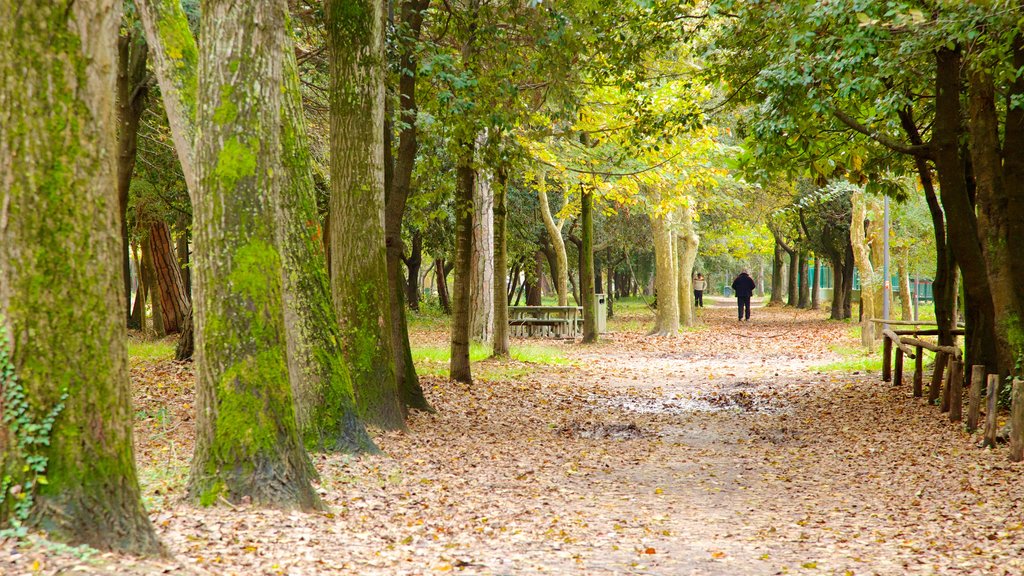 Pineta di Ponente featuring forest scenes and a garden