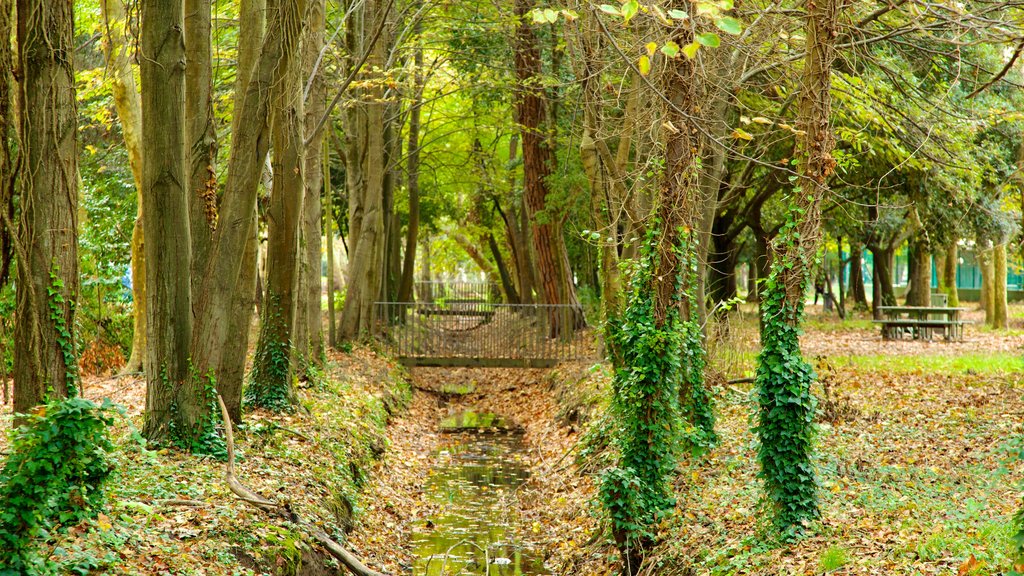 Pineta di Ponente que incluye escenas forestales, un puente y un parque