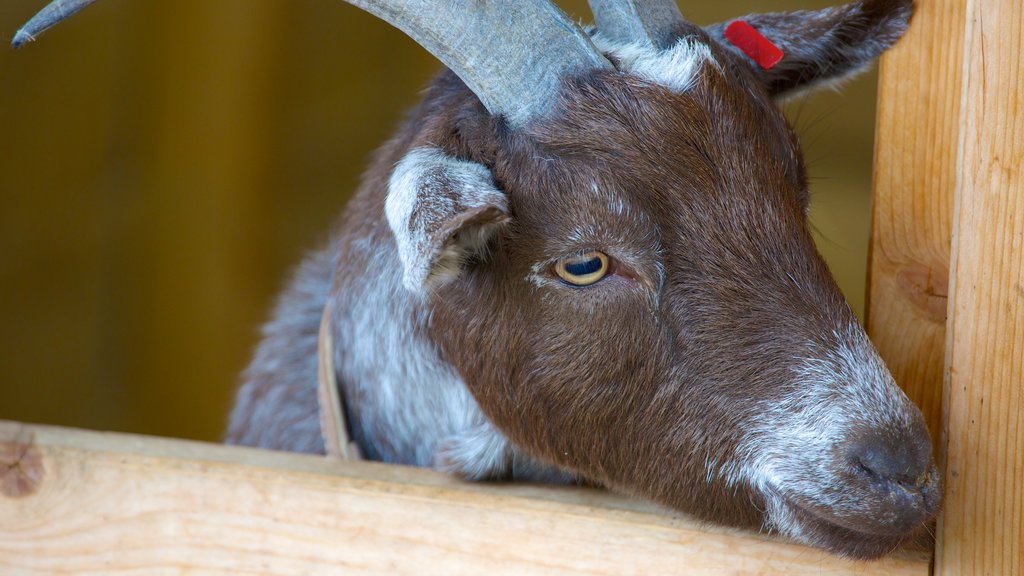 Parque familiar Hop Farm que incluye animales y animales de zoológico