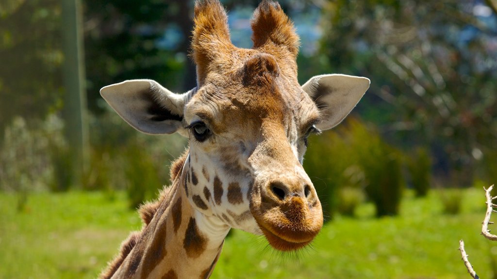 Wellington Zoo som omfatter dyr fra zoologisk have og landdyr