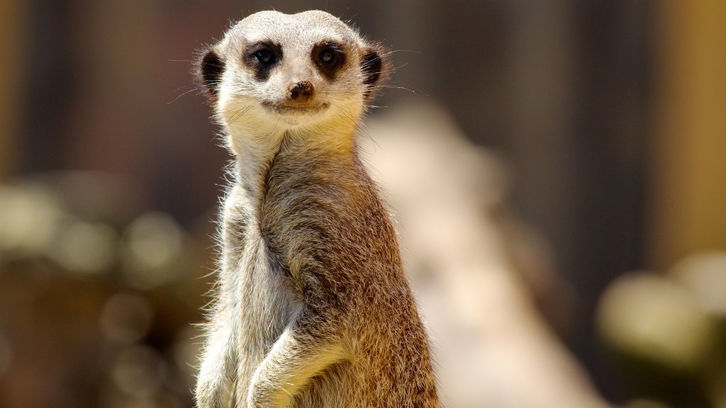 Wellington Zoo og byder på dyr og dyr fra zoologisk have