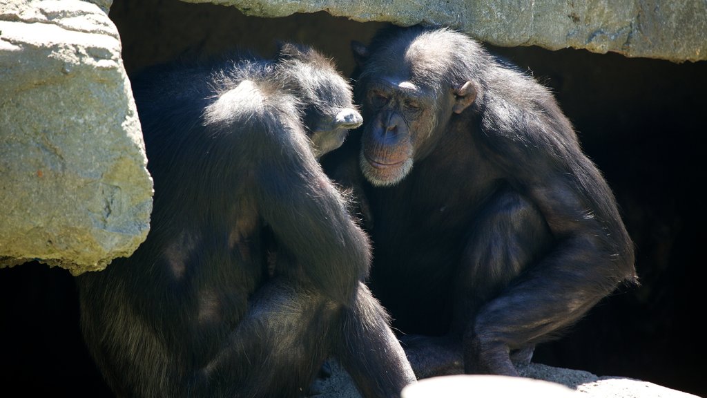 Zoológico de Wellington mostrando animais de zoológico e animais