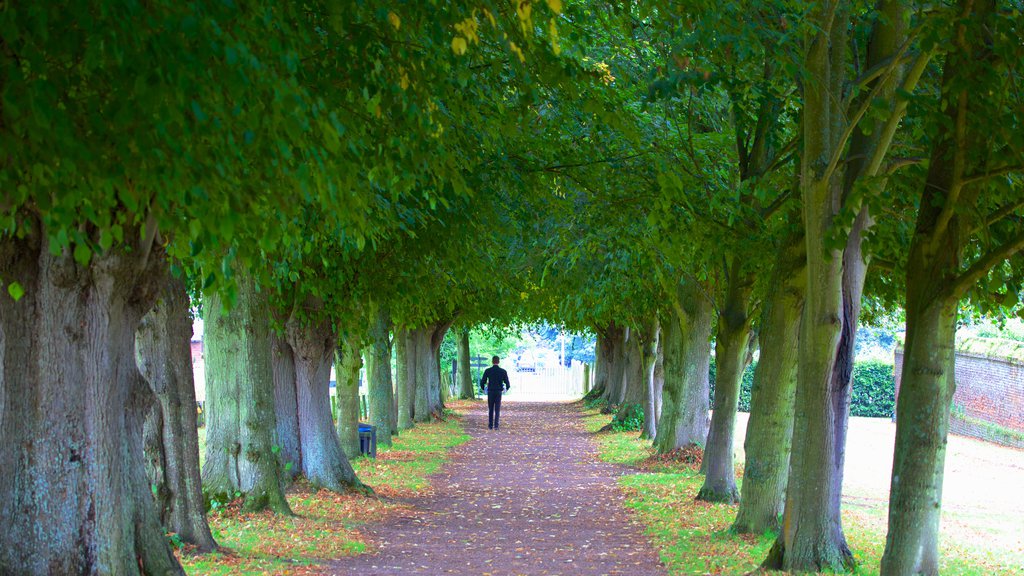 Penshurst Place and Gardens featuring a garden