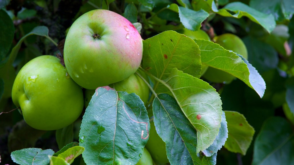 Kediaman dan Taman Penshurst menunjukkan makanan