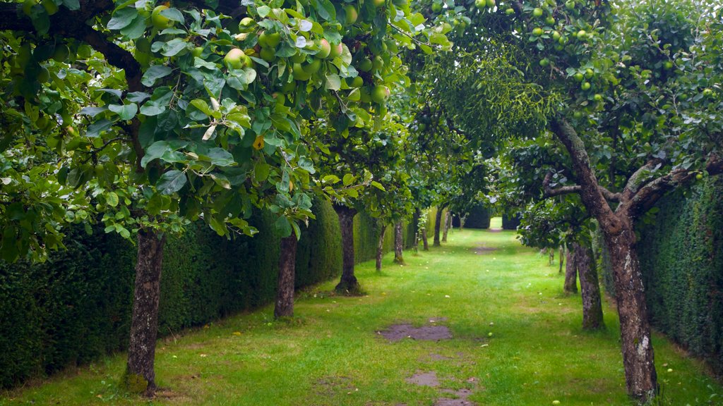 Palacio Penshurst y jardines mostrando un jardín