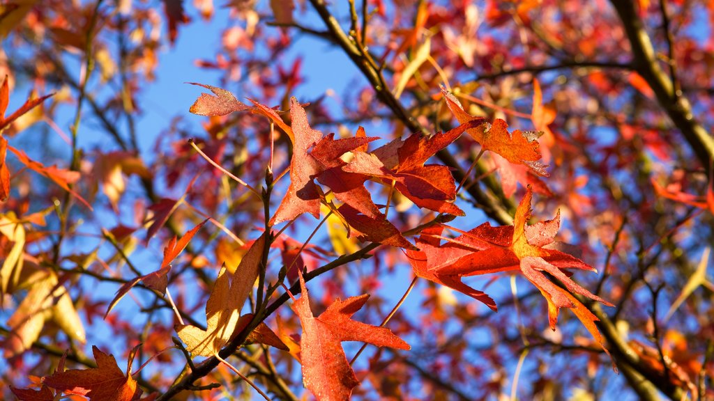 Riverside Park which includes autumn colours