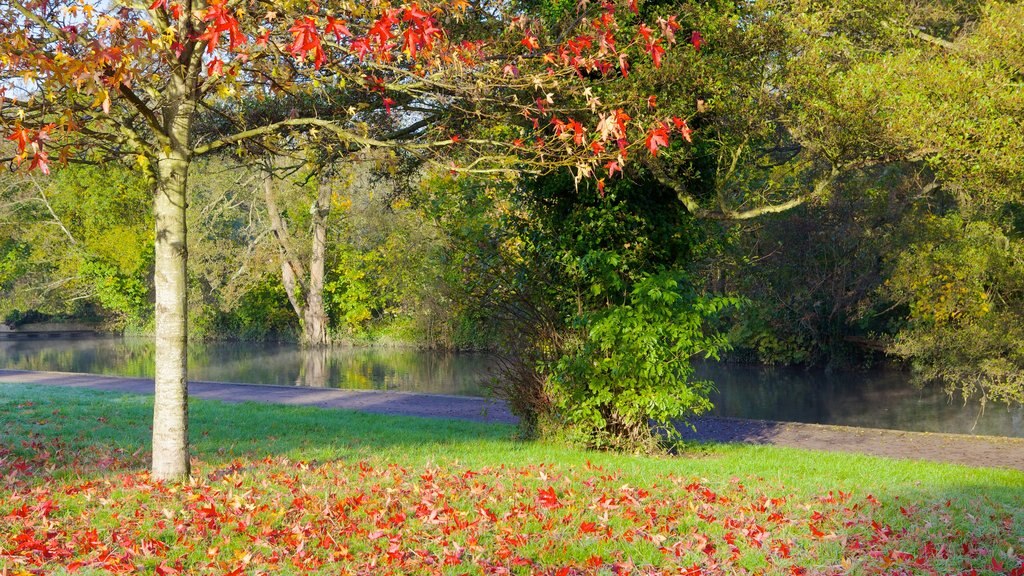 Riverside Park showing autumn leaves, a garden and a river or creek