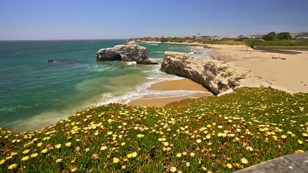 Santa Cruz ofreciendo vistas generales de la costa, costa rocosa y flores