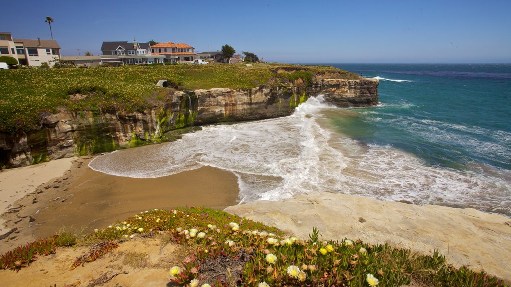 Santa Cruz mostrando uma praia, litoral rochoso e flores