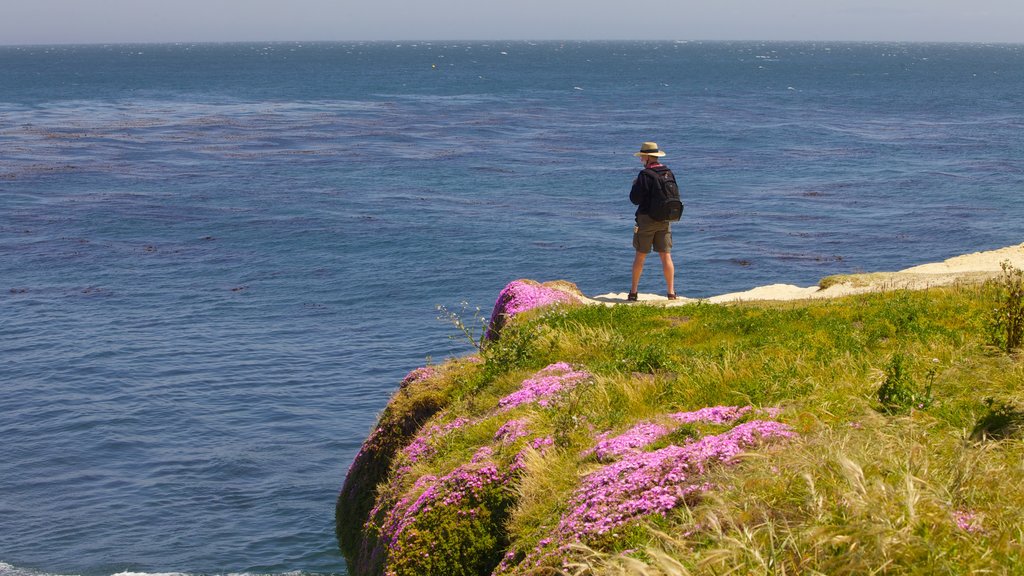 Santa Cruz showing hiking or walking, flowers and rocky coastline